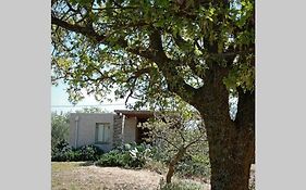 Cottage Amidst Vines And Oak Trees